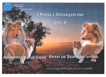 KOLIE DLOUHOSRSTÁ - ŠTĚŇÁTKA s PP   (FCI)