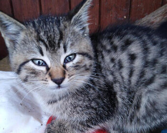 KOČKA--kotě--z Vysočiny