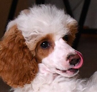 PUDL TRPASLIČÍ VÍCEBAREVNÝ -pejsek s PP