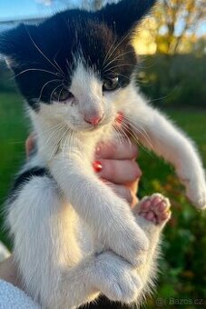 PRODÁM KOTĚ - KOČIČKA