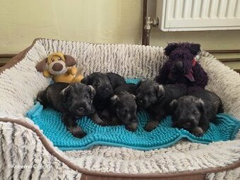 Knírač malý pepř a sůl s PP