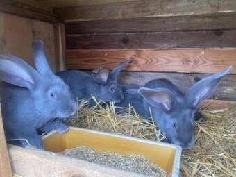 PRODÁM BELGICKÉ OBRY MODRÉ, ČERNÉ + 75 % KŘÍŽENCE OBRŮ