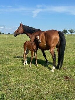 Kobylka ČT - rekreace/chov