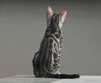 Bengálské kotě s PP