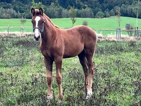 klisnička s předpoklady do nejvyššího sportu(DOHODA).