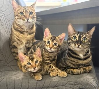 Bengálská koťata s PP