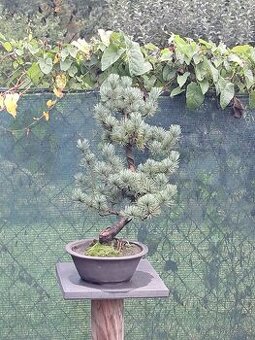Bonsaj,bonsai Borovice