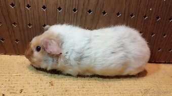 Morčata - morče dalmatin