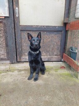 Německý ovćák s PP, fena - 1