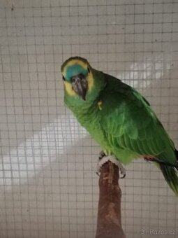 Amazoňan modročelý