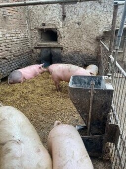 Domácí chov  vykrmených prasat
