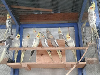 Prodám loňské mladé korely