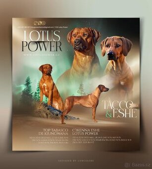 Rhodéský ridgeback s PP