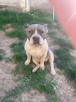 Daruji do dobrých rukou 2 pejsky- Mia a Argo