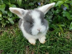 Zakrslý králík, zakrslý králíček - 1