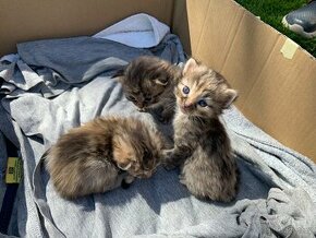 3 mourovaté kočičky