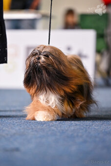 Prodám Lhasa Apso s PP - 1