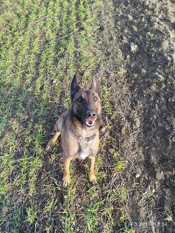 Belgický ovčák malinois fena s PP