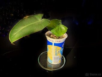 Philodendron Burle Marx