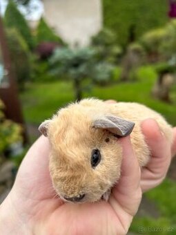 Morče US TEDDY