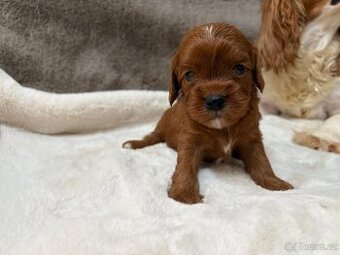 Cavapoo