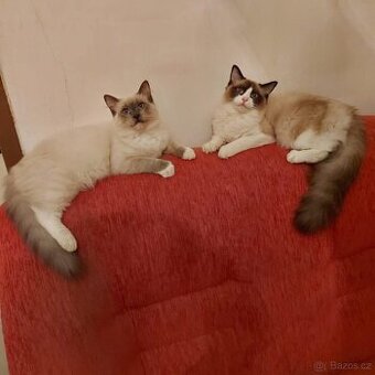 Ragdoll kocúry na krytie