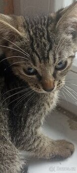 Přenecháme krásné koťátko sphynx X evropský kocour