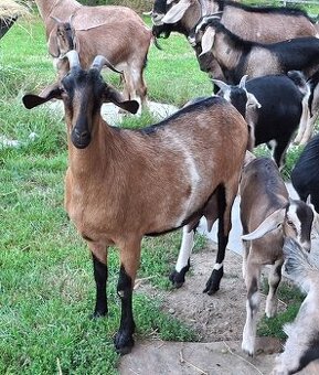 Bezplatný pronájem malého hospodářství