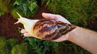 Africký šneci Lissachatina reticulata Albino body