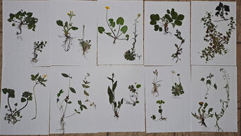 Herbář rostlin, IHNED.