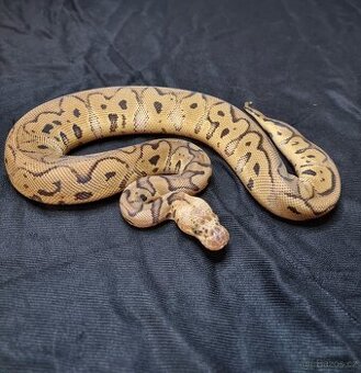 Krajta Královská - 1