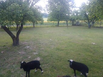 kamerunské ovce, kamerunská koza, kamerunská ovce