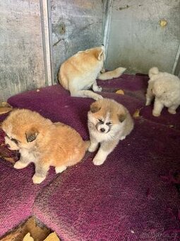 Štěňata Akita inu