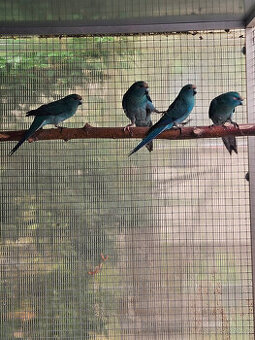 PRODÁM KAKARIKI RUDOČELÉ-MODRÁ/ MOD. STRAKA