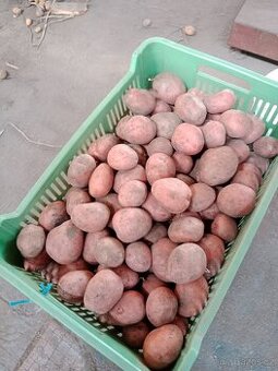 Brambory na uskladnění