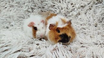 Morče, Morčata, Morčátko, Morčátka - DARWIN A MERLIN