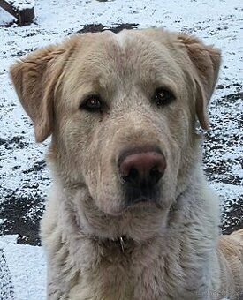 Daruji křížence SAO 4 roky - spěchá