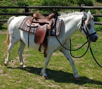 Welsh pony 120cm