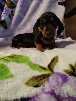 Jezevčík trpasličí hladkosrsty