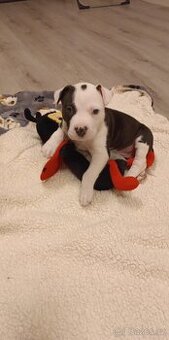 Stafodširský teriér šteně