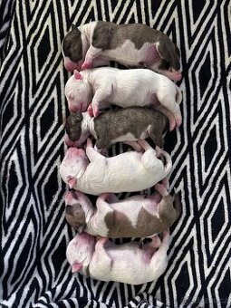 Miniaturní bulterier