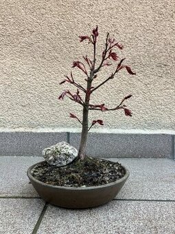 Bonsai, Bonsaj, japonský javor