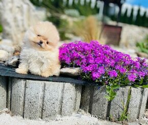 Mini Pomeranian