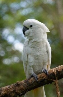 Kakadu alba