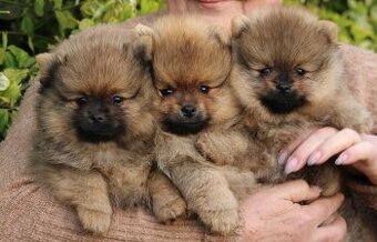 Pomeranian Boo