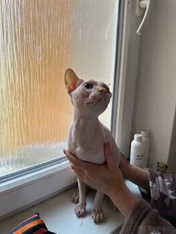 Kanadský sphynx - 1