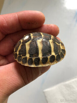 Testudo hermanni hermanni – prodám mláďata