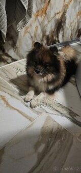 nemecky spic maly pomeriam spp