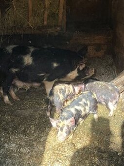 Selata kune kune