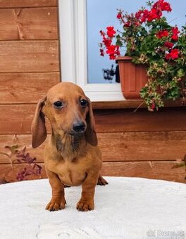 Jezevčík hladkosrstí trpasličí králičí s pp